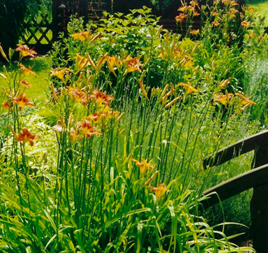 Braunrote Taglilie (Hemerocallis fulva)