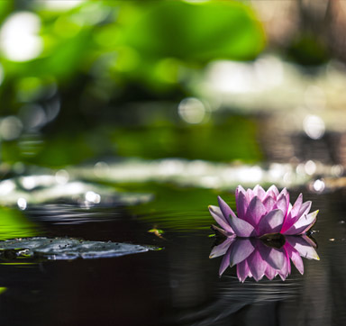 Gartenteich mit einer violettfarbenen Seerose