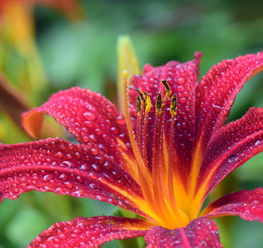 Lilien sollten in keinem Garten fehlen